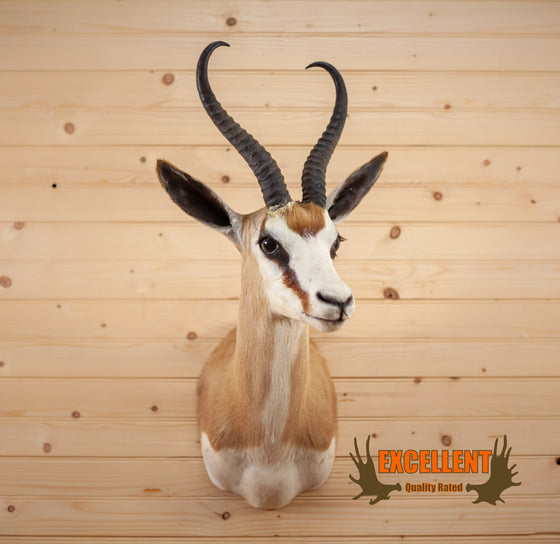 common springbok african taxidermy shoulder mount for sale