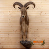 aoudad barbary sheep taxidermy mount for sale