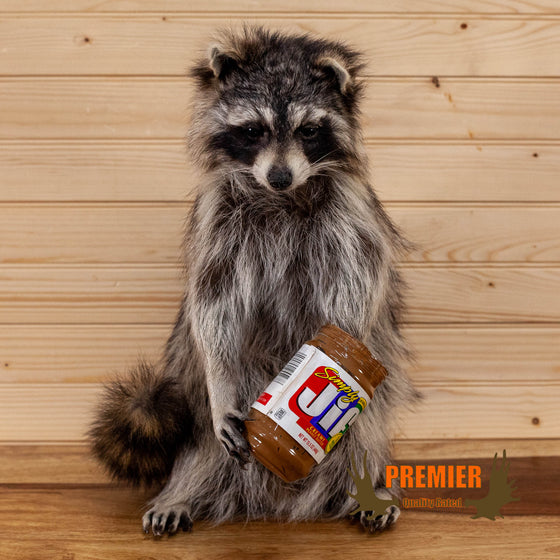 novelty raccoon with peanut butter jar taxidermy mount