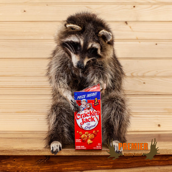 novelty raccoon full body lifesize taxidermy mount with cracker jacks