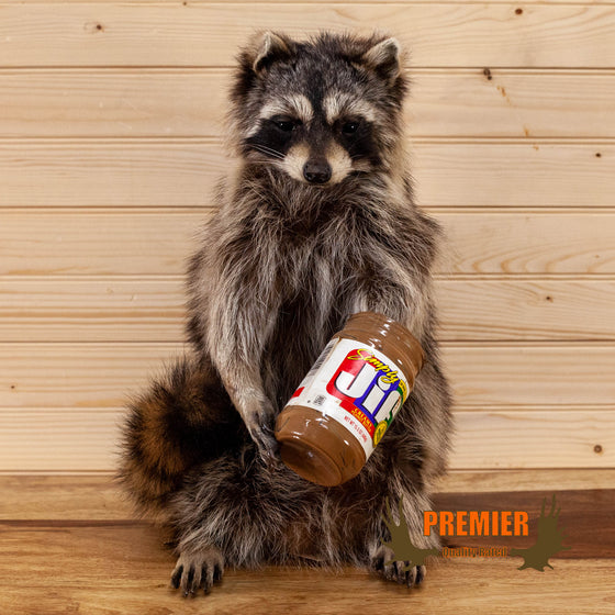 novelty rull body lifesize taxidermy raccoon with peanut butter