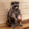Premier Full Body Raccoon with Peanut Butter Jar Taxidermy Mount SW10069