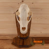 black bear skull on oak pedestal for sale