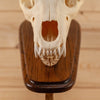Premier Black Bear Skull on Pedestal Mount SW10265