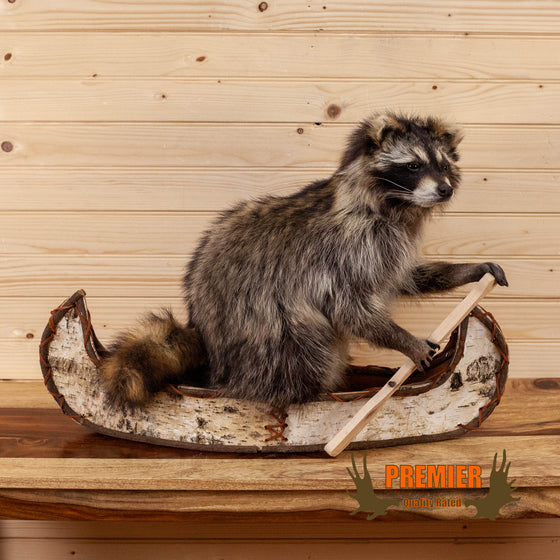 novelty raccoon full body taxidermy mount paddling canoe for sale