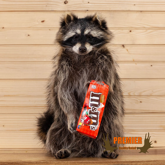 candy peanut butter M&M raccoon taxidermy mount for sale
