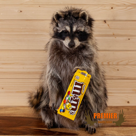 novelty raccoon full body taxidermy mount eating peanut M&Ms for sale