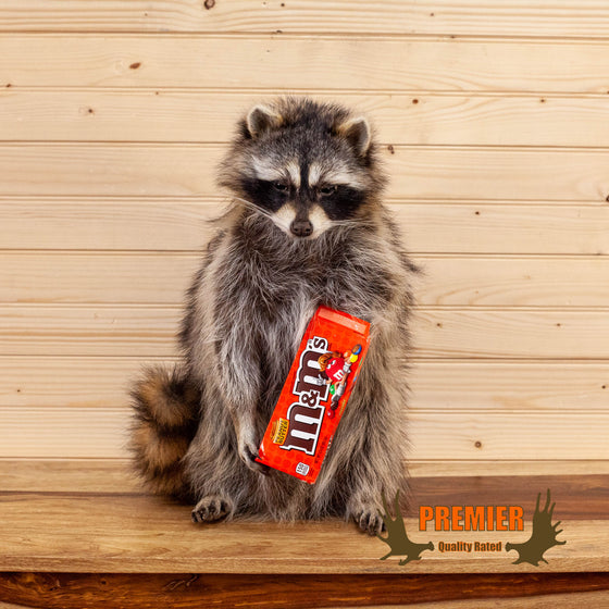 peanut m&m candy coon raccoon taxidermy novelty mount for sale
