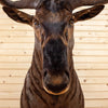 Premier African Nyasa Wildebeest Taxidermy Shoulder Mount SW10498