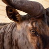 Premier African Nyasa Wildebeest Taxidermy Shoulder Mount SW10498