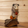 Baby Opossum on Log Full Body Taxidermy Mount SW10506