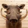 Premier African Warthog Taxidermy Shoulder Mount SW10508