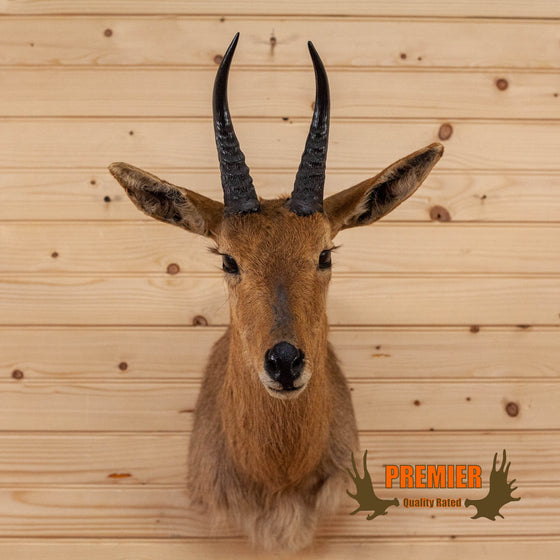 african mountain reedbuck taxidermy shoulder mount for sale