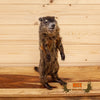 woodchuck groundhog full body taxidermy mount for sale safariworks decor