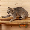full body bobcat taxidermy mount for sale