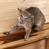 Excellent Bobcat Full Body Taxidermy Mount SW10521