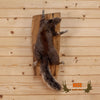 climbing squirrel taxidermy mount for sale