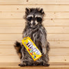 Excellent Full Body Raccoon with Candy M&M's Taxidermy Mount SW10557
