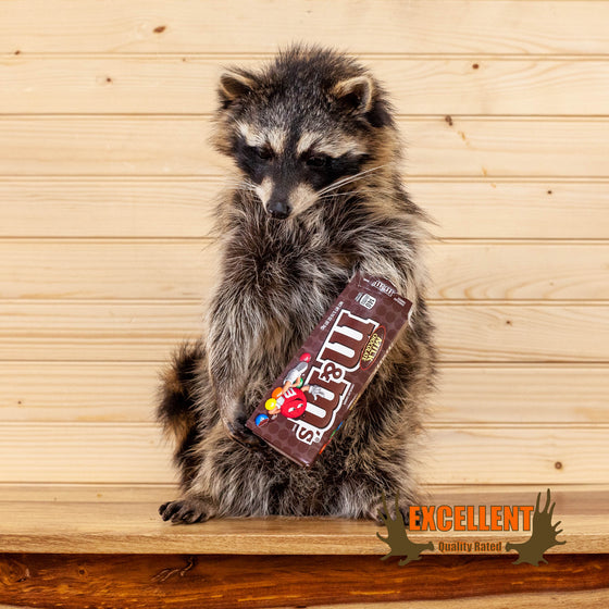 candy raccoon M&M taxidermy mount for sale