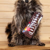 Excellent Full Body Raccoon with Candy M&M's Taxidermy Mount SW10558