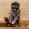 novelty raccoon full body taxidermy mount eating M&Ms for sale