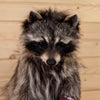 Excellent Full Body Raccoon with M&M's Taxidermy Mount SW10559