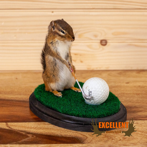 novelty golfing chipmunk taxidermy mount for sale