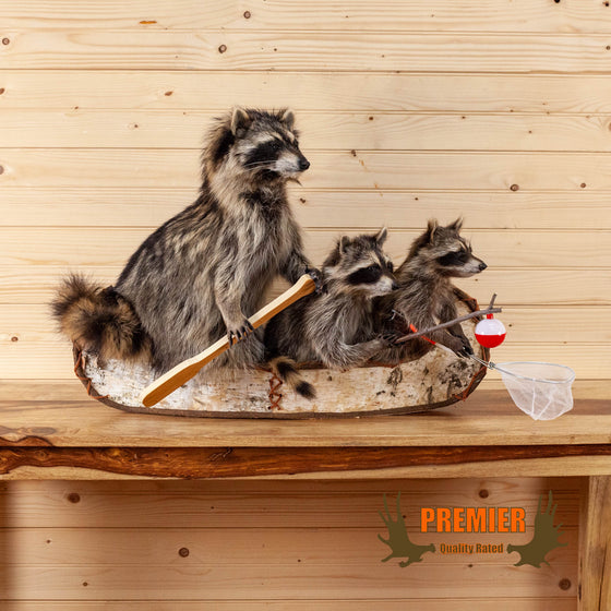 adult raccoon two kits in canoe fishing taxidermy mount for sale