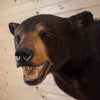 Premier Black Bear Taxidermy Shoulder Mount - SW10574