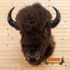american bison taxidermy shoulder mount for sale
