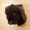 Excellent Large American Bison Taxidermy Shoulder Mount SW10599