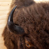 Excellent Large American Bison Taxidermy Shoulder Mount SW10599