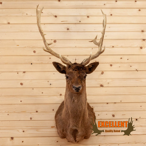 chocolate fallow deer taxidermy shoulder mount for sale