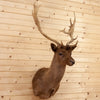 Excellent Chocolate Fallow Deer Taxidermy Shoulder Mount SW10601