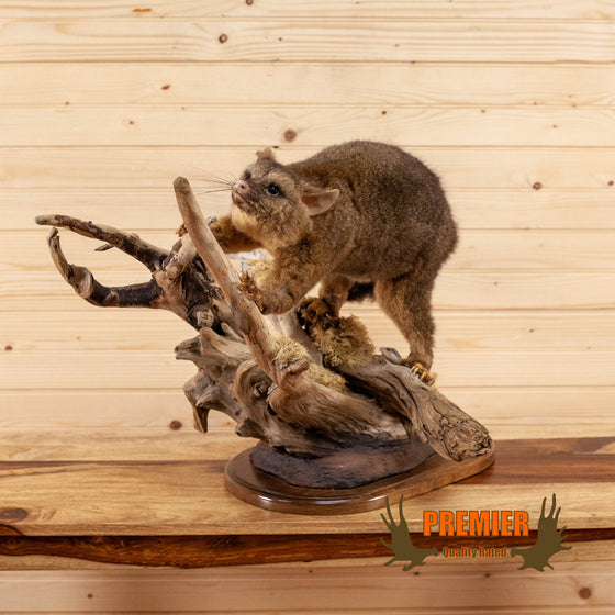 bushtail opossum lifesize full body taxidermy mount for sale