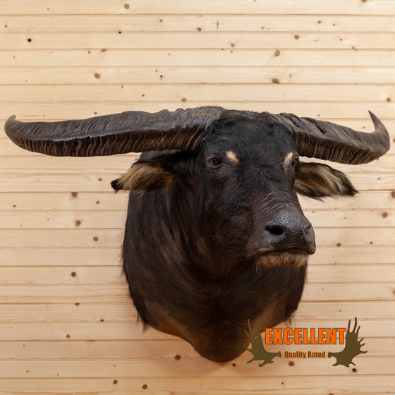 asian water buffalo taxidermy shoulder mount for sale