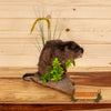 full body lifesize muskrat taxidermy mount for sale