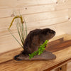 Excellent Muskrat Full Body Taxidermy Mount SW10615