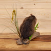 Excellent Muskrat Full Body Taxidermy Mount SW10615