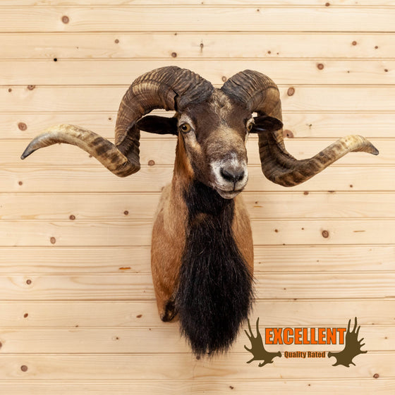 mouflon corsican sheep taxidermy shoulder mount for sale