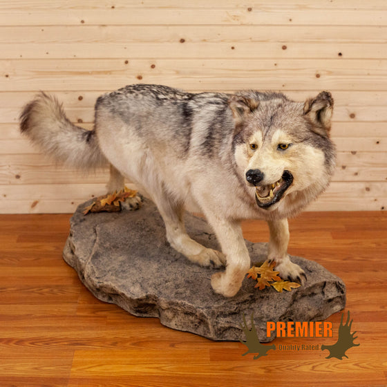 full body lifesize wolf taxidermy mount for sale