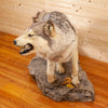 Premier Gray Wolf Full Body Lifesize Taxidermy Mount SW10622
