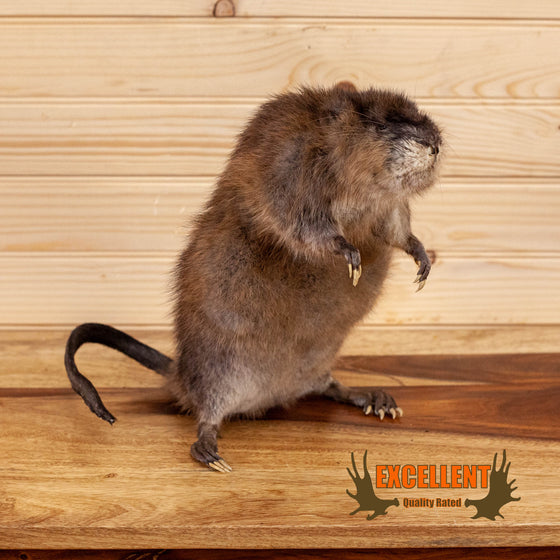 full body lifesize muskrat taxidermy mount for sale