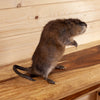 Excellent Muskrat Full Body Taxidermy Mount SW10623