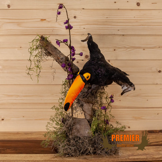 reproduction toco toucan lifesize taxidermy mount for sale