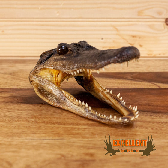 taxidermy juvenile alligator head for sale