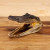 Excellent Juvenile Alligator Head Taxidermy Mount SW10648