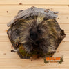 peeking porcupine taxidermy mount for sale