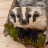 Excellent Peeking Badger Taxidermy Mount SW10656