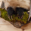 Excellent Peeking Badger Taxidermy Mount SW10656